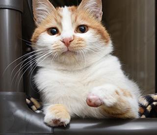 adoptiekat