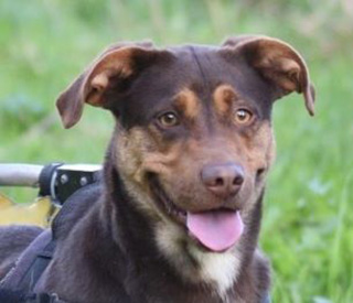 adoptie_rolstoelhondje